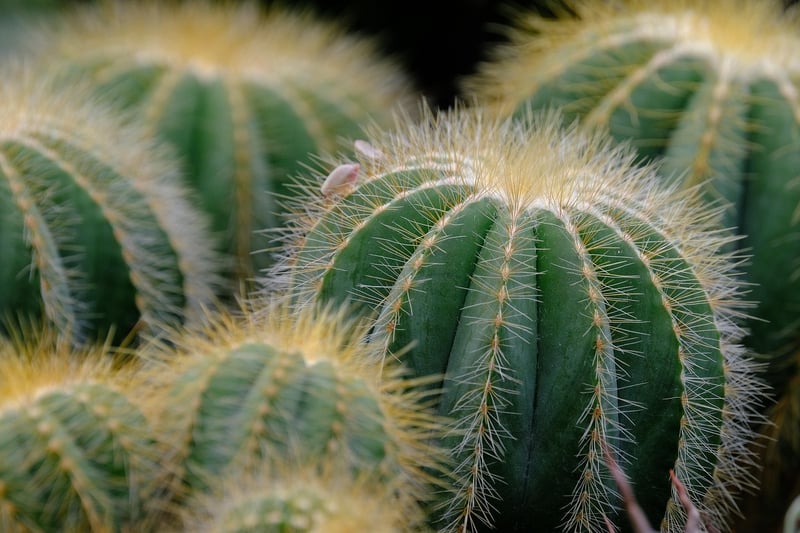 Succulent Upcycles