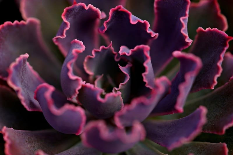 Succulent Upcycle