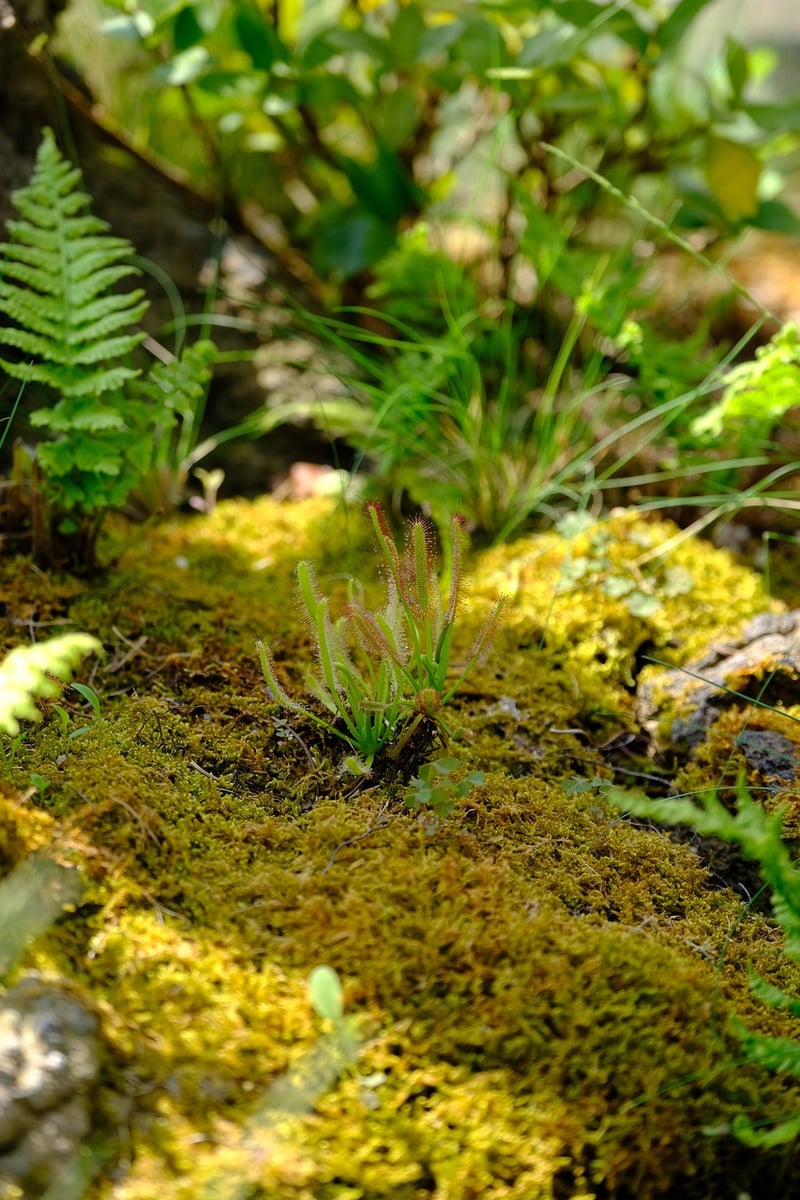Nature-inspired Decor